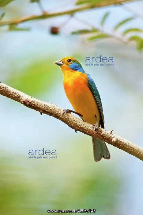 : Orange-breasted Bunting : Orange-breasted Bunting