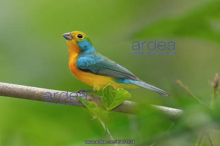 : Orange-breasted Bunting, Passerina leclancherii. Nayarit : Orange-breasted Bunting, Passerina leclancherii. Nayarit