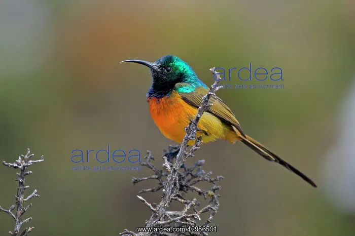 : Orange-breasted Sunbird : Orange-breasted Sunbird