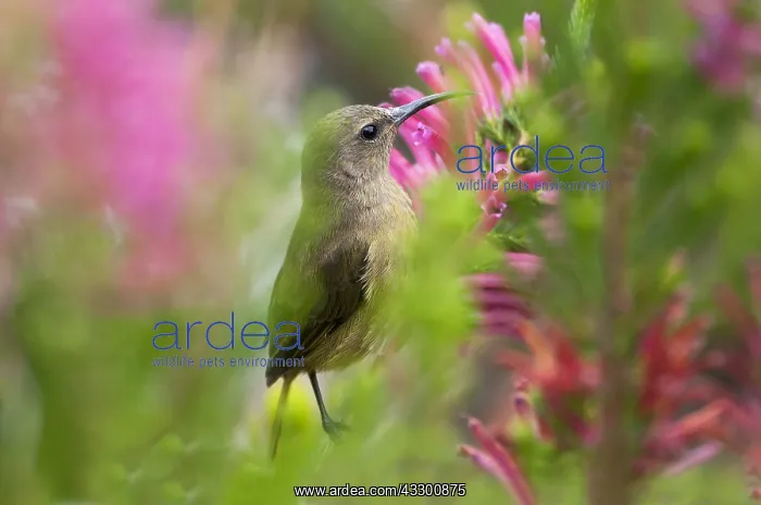 : Orange-breasted Sunbird (Anthobaphes violacea) : Orange-breasted Sunbird (Anthobaphes violacea)