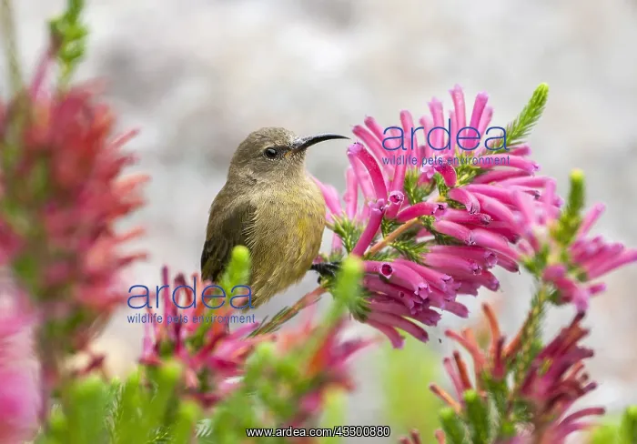 : Orange-breasted Sunbird (Anthobaphes violacea) : Orange-breasted Sunbird (Anthobaphes violacea)