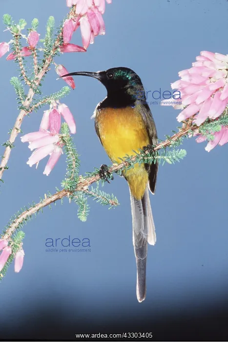: ORANGE-BREASTED SUNBIRD - on stem with flowers : ORANGE-BREASTED SUNBIRD - on stem with flowers