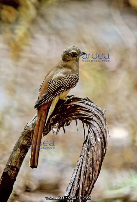 : Orange-breasted Trogon, Cambodia : Orange-breasted Trogon, Cambodia