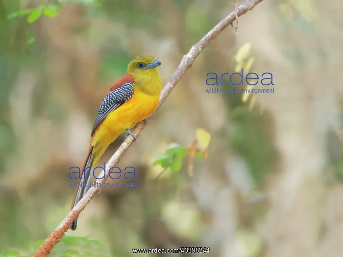 : Orange Breasted Trogon Harpactes oreskios Cat Tien : Orange Breasted Trogon Harpactes oreskios Cat Tien