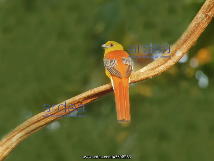 : Orange Breasted Trogon Harpactes oreskios Cat Tien : Orange Breasted Trogon Harpactes oreskios Cat Tien