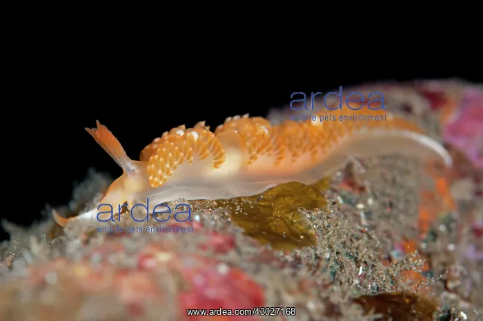 : Orange Brock's Moridilla Nudibranch : Orange Brock's Moridilla Nudibranch