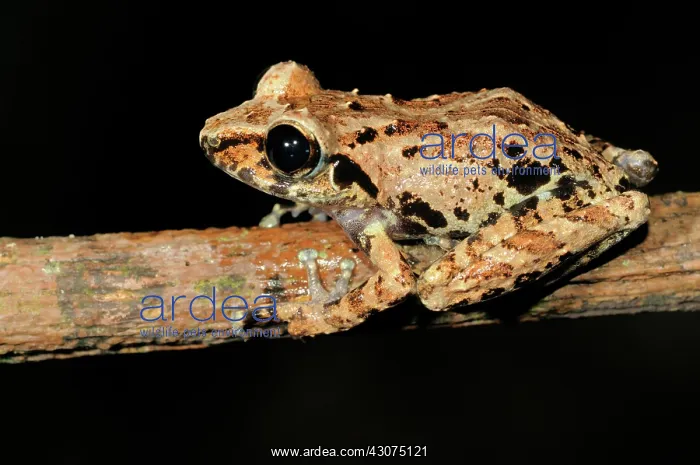 : Orange canthal shrub frog : Orange canthal shrub frog