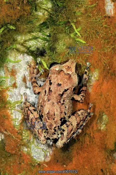 : Orange canthal shrub frog : Orange canthal shrub frog