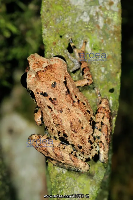 : Orange canthal shrub frog : Orange canthal shrub frog