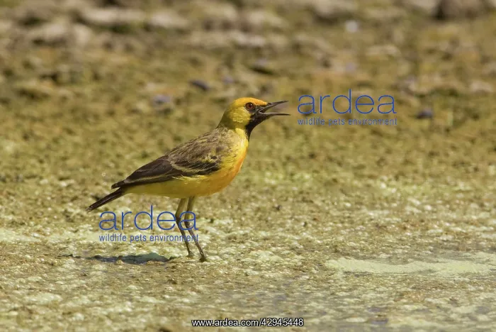 : Orange Chat : Orange Chat