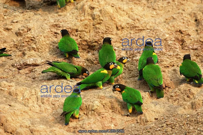 : Orange-cheeked Parrot - at clay lick : Orange-cheeked Parrot - at clay lick