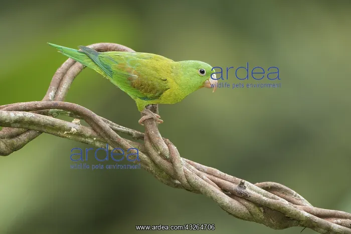 : Orange-chinned Parakeet (Brotogeris jugularis) : Orange-chinned Parakeet (Brotogeris jugularis)