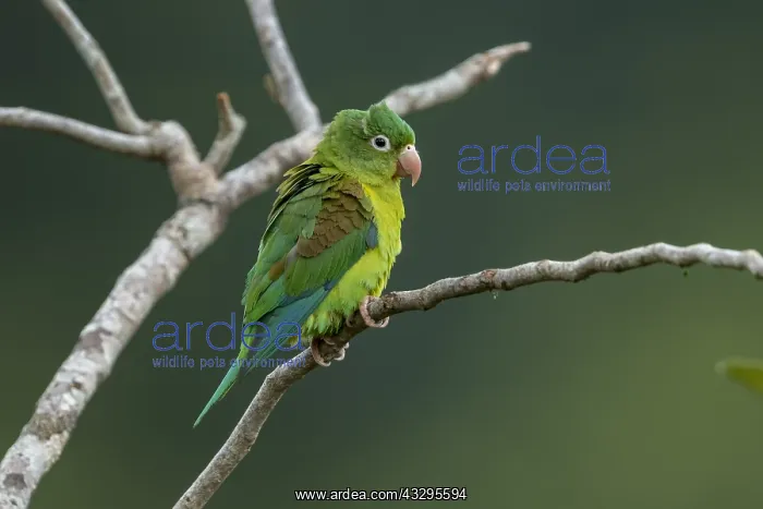 : Orange-chinned Parakeet (Brotogeris jugularis) Rio : Orange-chinned Parakeet (Brotogeris jugularis) Rio