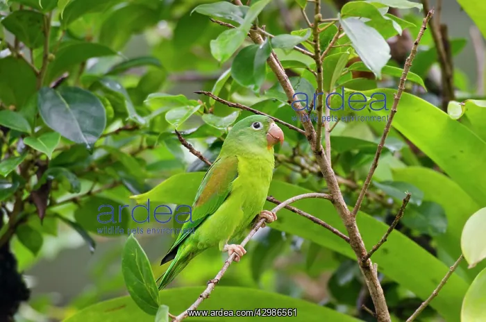 : Orange-chinned Parakeet / Tovi Parakeet : Orange-chinned Parakeet / Tovi Parakeet