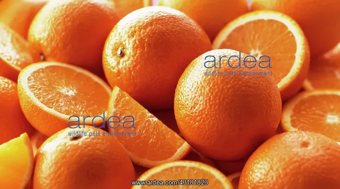 : Orange, Citrus sinensis, Several whole fruits, with : Orange, Citrus sinensis, Several whole fruits, with