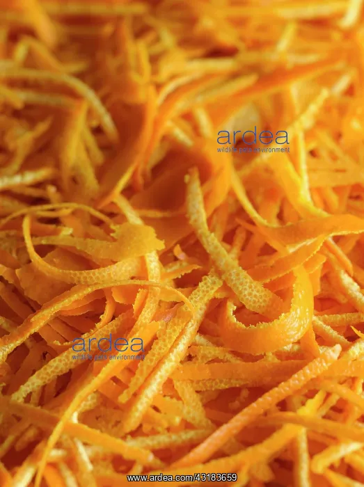 : Orange, Citrus sinensis, A mass of orange zest : Orange, Citrus sinensis, A mass of orange zest
