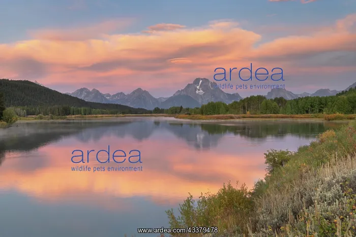 : Orange clouds and Mount Moran reflected in still : Orange clouds and Mount Moran reflected in still