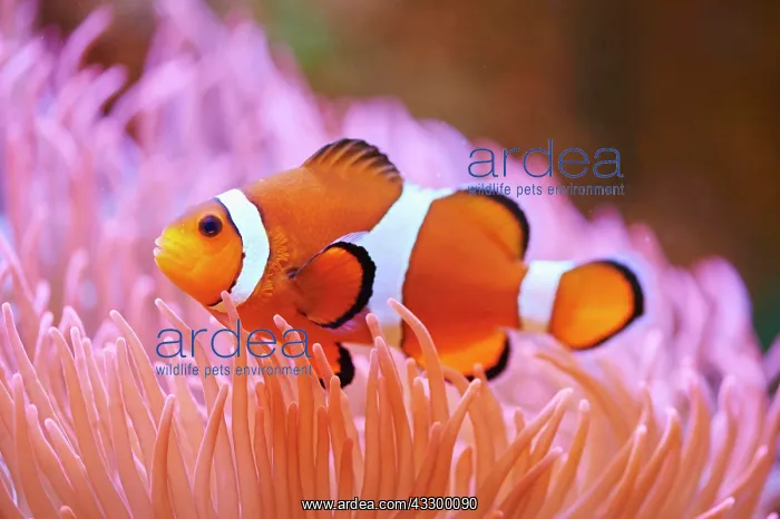 : Orange clownfish (Amphiprion percula) in a aquarium : Orange clownfish (Amphiprion percula) in a aquarium