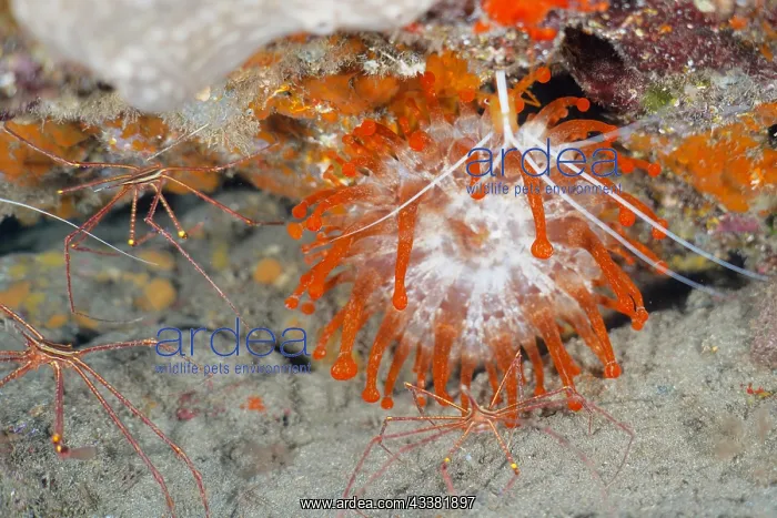 : Orange club-tipped anemone (Telmatactis cricoides) with arro : Orange club-tipped anemone (Telmatactis cricoides) with arro