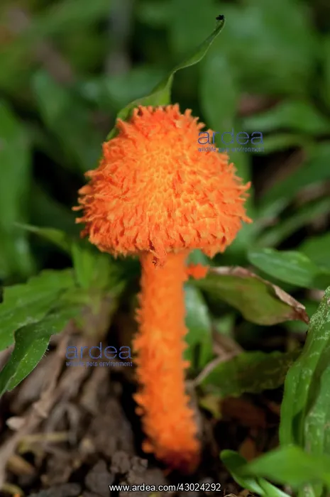  : Orange Coral Mushroom Orange Coral Mushroom Klungkung B