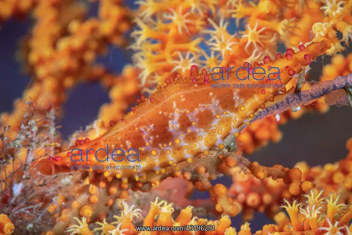 : Orange Cowry on a Orange Sea fan, Richelieu Rock : Orange Cowry on a Orange Sea fan, Richelieu Rock