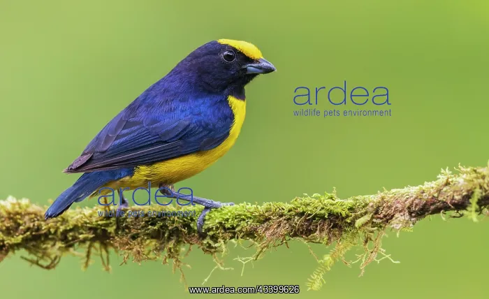 : Orange-crowned Euphonia, cloud forest, Ecuador : Orange-crowned Euphonia, cloud forest, Ecuador
