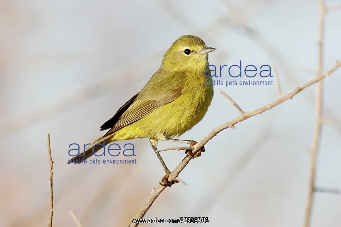  : Orange-crowned Warbler