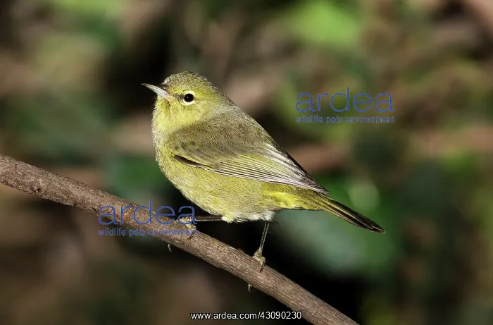 : Orange-crowned Warbler : Orange-crowned Warbler