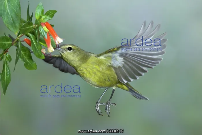 : Orange-crowned Warbler : Orange-crowned Warbler