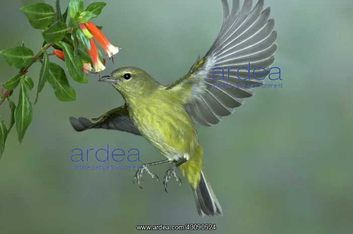 : Orange-crowned Warbler : Orange-crowned Warbler