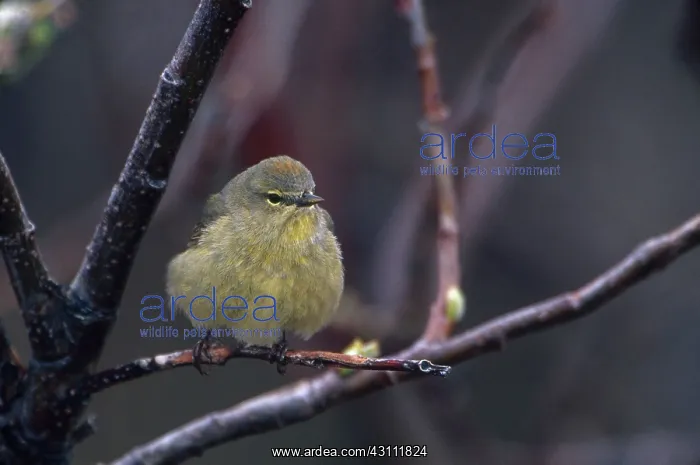 : Orange-crowned Warbler : Orange-crowned Warbler
