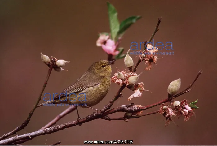 : Orange-Crowned WARBLER : Orange-Crowned WARBLER