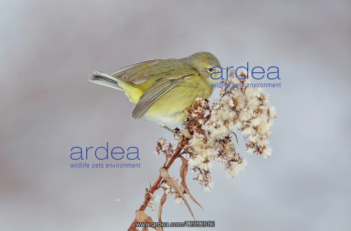 : Orange-crowned Warbler in winter : Orange-crowned Warbler in winter