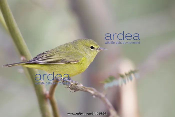: Orange-crowned Warbler - in winter : Orange-crowned Warbler - in winter