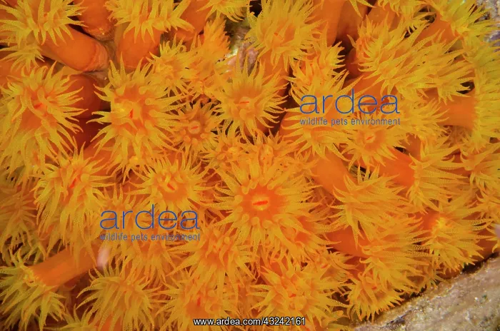 : Orange Cup Coral (Tubastraea coccinea) : Orange Cup Coral (Tubastraea coccinea)