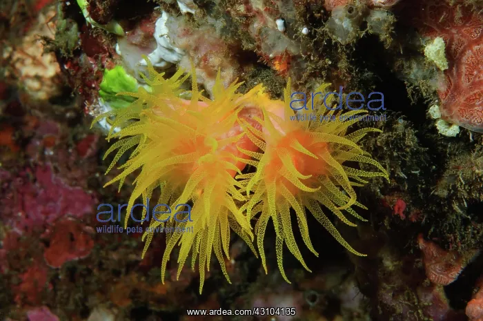 : Orange Cup Coral (Tubastraea coccinea), Pacific : Orange Cup Coral (Tubastraea coccinea), Pacific