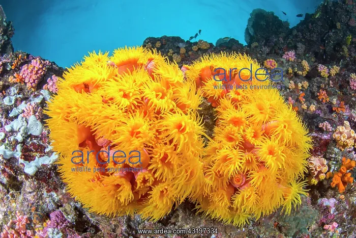 : Orange cup Coral (Tubastraea coccinea), Pescador : Orange cup Coral (Tubastraea coccinea), Pescador