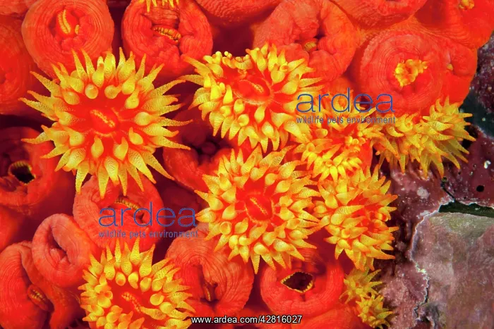 : Orange cup coral, Tubastrea coccinea, Malpelo Island, Nation : Orange cup coral, Tubastrea coccinea, Malpelo Island, Nation