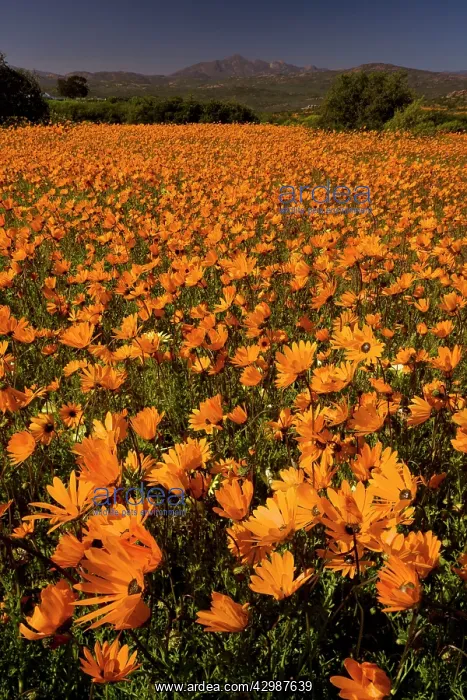 : Orange Daisies. Skilpad Reserve, Namaqua National : Orange Daisies. Skilpad Reserve, Namaqua National