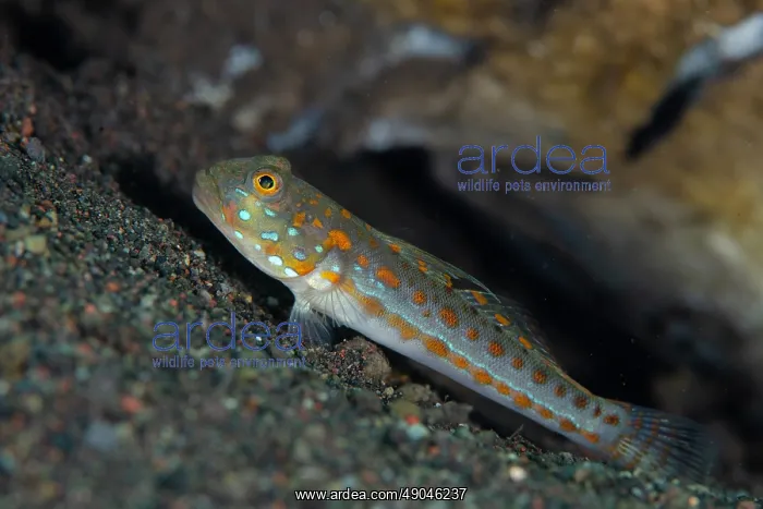 : Orange-dashed Goby : Orange-dashed Goby