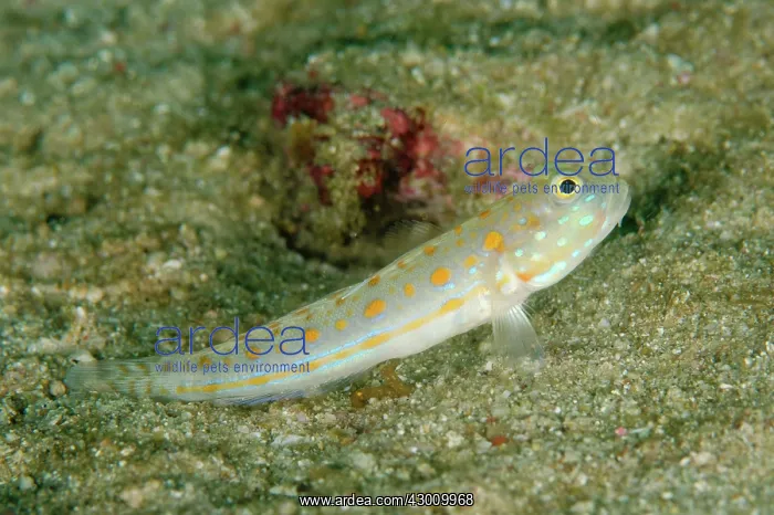 : Orange-dashed Goby Rusak Gigi dive site, Padar Island : Orange-dashed Goby Rusak Gigi dive site, Padar Island