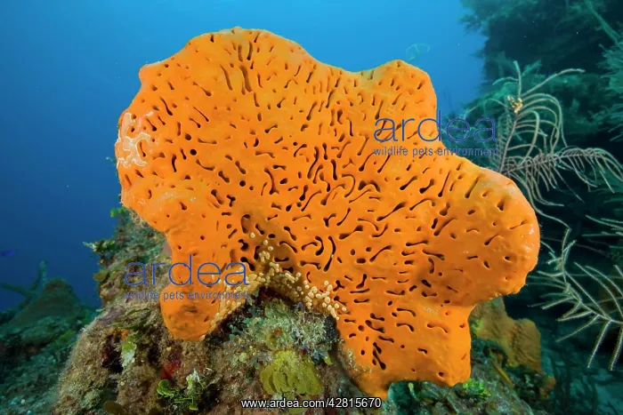 : Orange elephant ear sponge Agelas clathrodes Santa Lucia Cam : Orange elephant ear sponge Agelas clathrodes Santa Lucia Cam