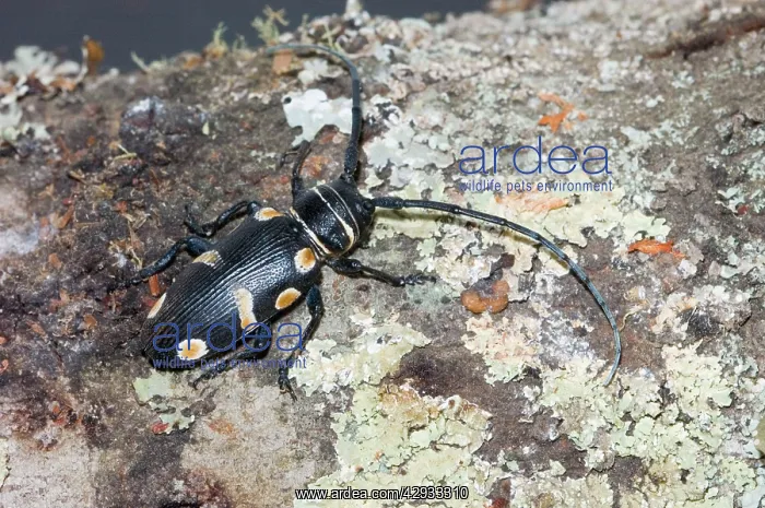  : Orange-eyed Long-horn Beetle