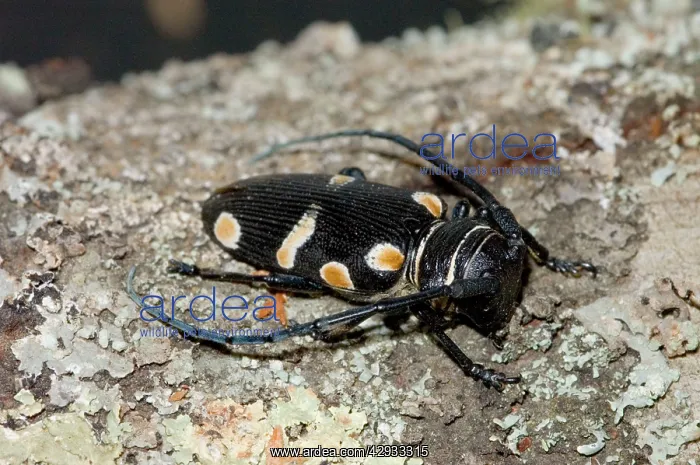 : Orange-eyed Long-horn Beetle : Orange-eyed Long-horn Beetle