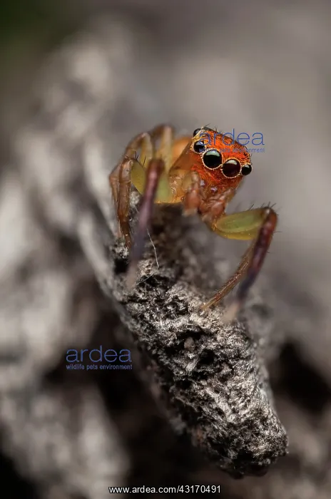 : Orange faced jumping spider male (Prostheclina pallida) : Orange faced jumping spider male (Prostheclina pallida)