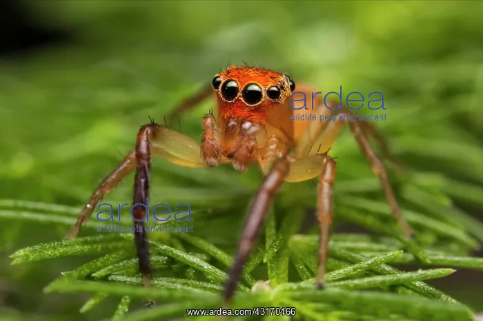 : An orange faced jumping spider (Prostheclina pallida) : An orange faced jumping spider (Prostheclina pallida)