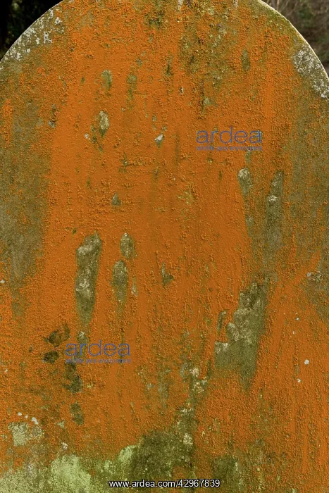 : An orange filamentous alga - on old gravestone at Culbone : An orange filamentous alga - on old gravestone at Culbone