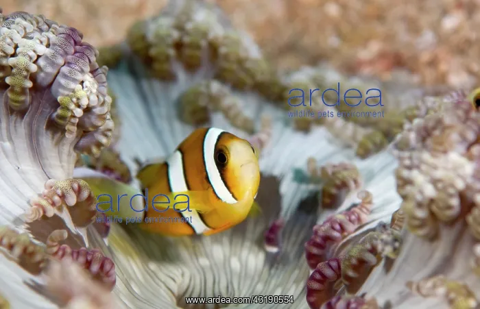 : Orange-fin Anemonefish : Orange-fin Anemonefish