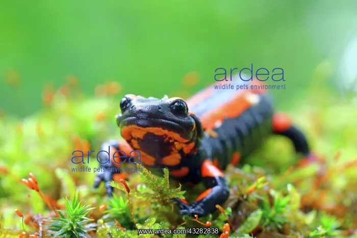 : Orange Fire salamander (Salamandra salamandra) : Orange Fire salamander (Salamandra salamandra)