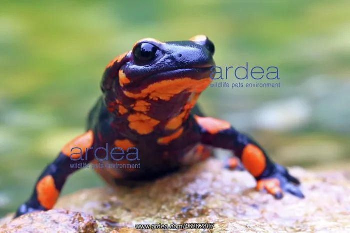 : Orange Fire salamander (Salamandra salamandra) : Orange Fire salamander (Salamandra salamandra)